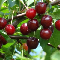 Vyšnia (Prunus) 'Žagarvyšnė'