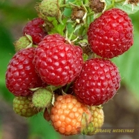 Avietė (Rubus) 'Wilamette'