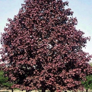 Klevas paprastasis (Acer platanoides) &#039;Royal Red&#039;