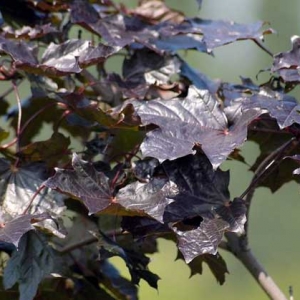Klevas paprastasis (Acer platanoides) &#039;Faassen&#039;s Black&#039;