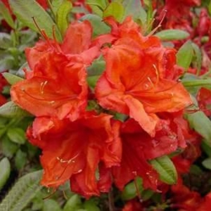 Azalija (Rhododendron) &#039;Feuerwerk&#039;