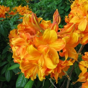 Azalija (Rhododendron) &#039;Klondyke&#039;