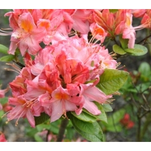 Azalija (Rhododendron) &#039;Pink Delight&#039;