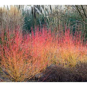 Sedula raudonoji  (Cornus saguinea) &#039;Winter Beauty&#039;