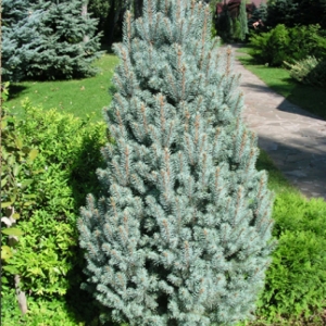 Eglė dygioji (Picea pungens) &#039;Iseli Fastigiate&#039;