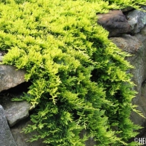 Kadagys horizontalusis (Juniperus horizontalis) &#039;Golden Carpet&#039;