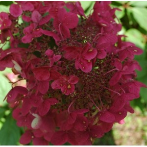 Hortenzija šluotelinė (Hydrangea paniculata) &#039;Wim&#039;s Red&#039;