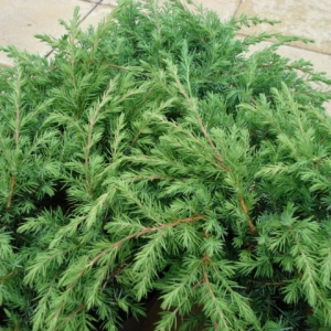 Kadagys pajūrinis (Juniperus conferta) &#039;Schlager&#039;