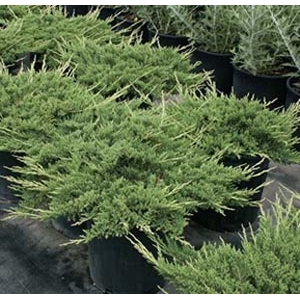 Kadagys horizontalusis (Juniperus horizontalis) &#039;Prince of Wales