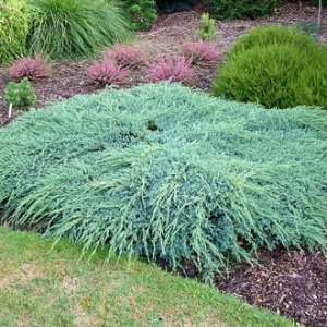 Kadagys žvynuotasis  (Juniperus squamata) &#039;Blue Carpet&#039;
