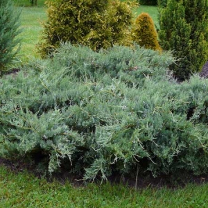 Kadagys virgininis (Juniperus virginiana) &#039;Grey Owl&#039;