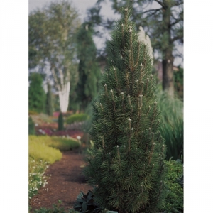 Pušis juodoji (Pinus nigra) &#039;Komet&#039;
