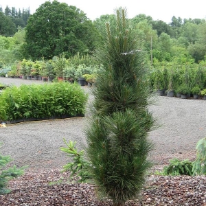 Pušis juodoji (Pinus nigra) &#039;Green Tower&#039;