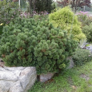 Pušis kalninė (Pinus mugo) var. pumilio IŠPARDUOTA