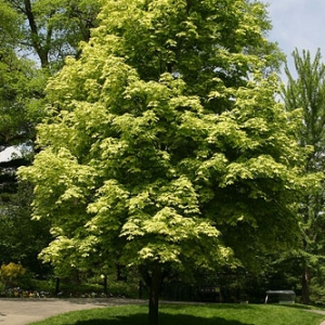 Klevas paprastasis (Acer platanoides) &#039;Drumondii&#039;