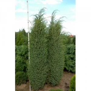 Kadagys paprastasis (Juniperus communis) &#039;Hibernica&#039;