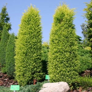 Kadagys paprastasis (Juniperus communis) &#039;Gold Cone&#039;