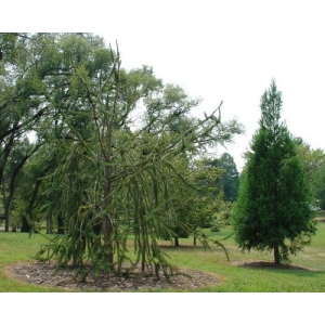 Eglė paprastoji (Picea abies) &#039;Virgata&#039;