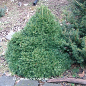 Eglė paprastoji (Picea abies) &#039;Tompa&#039;