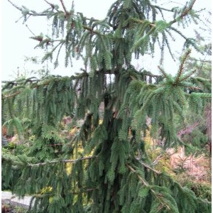 Eglė paprastoji (Picea abies) &#039;Pendula Major&#039;