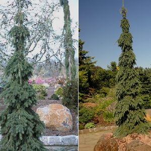 Eglė baltoji (Picea glauca) &#039;Pendula&#039;