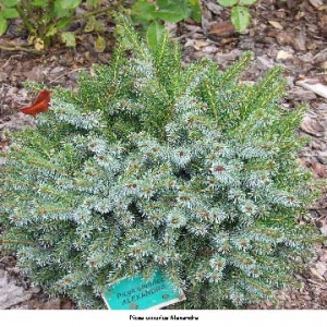 Eglė serbinė (Picea omorika) &#039;Alexandra&#039;