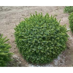 Eglė serbinė (Picea omorika) &#039;Karel&#039;
