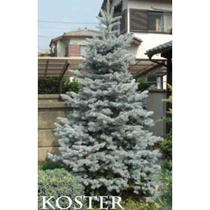 Eglė dygioji (Picea pungens) &#039;Koster&#039;