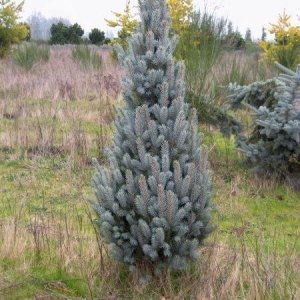Eglė dygioji (Picea pungens) &#039;Iseli Fastigiata&#039;