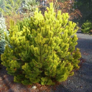 Pušis kalninė (Pinus mugo) &#039;Zundert&#039;
