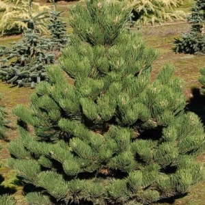 Pušis juodoji (Pinus nigra) &#039;Oregon Green&#039;