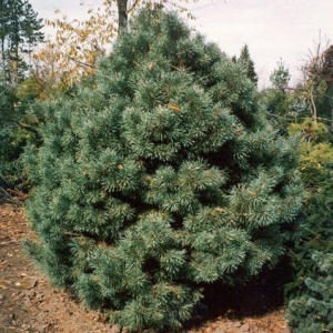 Pušis paprastoj (Pinus sylvestris) &#039;Watereri&#039;