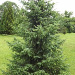 Eglė serbinė (Picea omorika) &#039;Freya&#039;