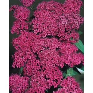 Lanksva japoninė (Spiraea japonica) &#039;Anthony Waterer&#039;