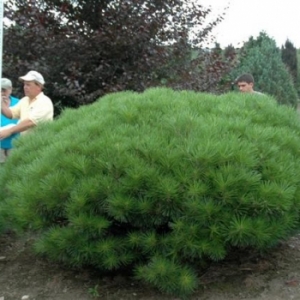 Pušis tankiažiedė (Pinus densiflora) &#039;Jane Kluis&#039;