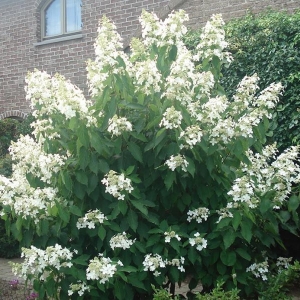 Hortenzija šluotelinė (Hydrangea paniculata) &#039;Levana&#039; IŠPARDUOTA