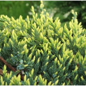 Kadagys žvynuotasis (Juniperus squamata) &#039;Holger&#039;