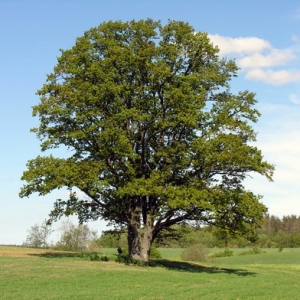 Ažuolas paprastasis (Quercus robur)