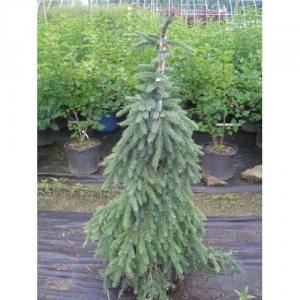 Eglė serbinė (Picea omorika) &#039;Pendula&#039;