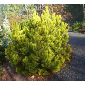 Pušis kalninė (Pinus mugo)  &#039;Zundert&#039;