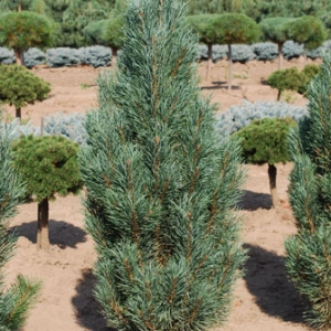 Pušis paprastoji (Pinus sylvestris) &#039;Fastigiata&#039;