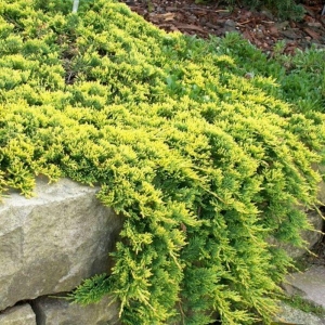 Kadagys horizontalusis (Juniperus horizontalis) &#039;Golden Carpet&#039;