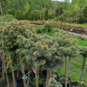 Eglė dygioji (Picea pungens) &#039;Glauca Compacta&#039;