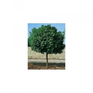 Klevas paprastasis (Acer platanoides) &#039;Globosum&#039;