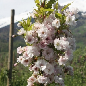 Sakura (Prunus serrulata) &#039;Amanogawa&#039;