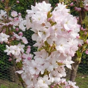 Sakura (Prunus serrulata) &#039;Amanogawa&#039;