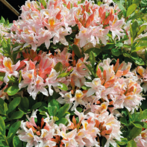 Azalija (Rhododendron) &#039;Cannon&#039;s Double&#039;