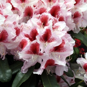 Rododendras (Rhododendron) &#039;Belami&#039;