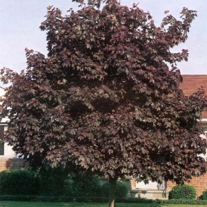 Klevas paprastasis (Acer platanoides) &#039;Deborah&#039;