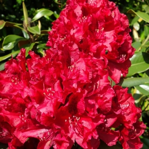 Rododendras (Rhododendron) &#039;Erato&#039;